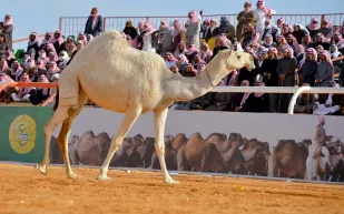 مهرجان الملك عبدالعزيز للإبل يعود بحلّة جديدة.. وجوائزه نحو 115 مليون ريال (فيديو وصور)
