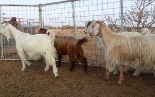 فيديو صادم| تحنط 120 رأس ماعز بعد احتراق المزرعة