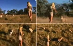 فيديو نادر لفتاة وسط النمور.. اشترته ناشيونال جيوغرافيك بمليون دولار