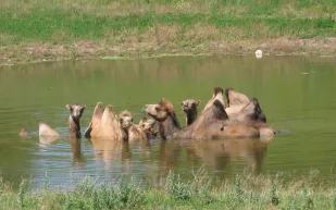 فيديو| جمال تنجرف جراء أمطار الرياض