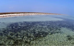 هذه الصور بالسعودية جزر البرك ترسم لوحات خلابة بالماء والطير والمرجان