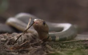 شاهد| سائح يلتقط صورة مع أفعى كوبرا.. لم يشعر أنها النهاية