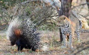 فيديو| نمر حاول افتراس قنفد.. شاهد ما حدث له