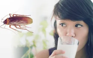 لا تصاب بالصدمة.. العلماء يوصون بتناول حليب الصراصير!