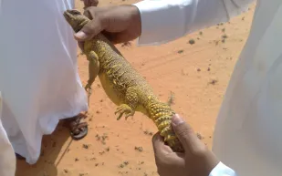 فيديو|إبتكار طريقة لمنع الضب من الدخول إلى جحره 