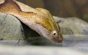 فيديو| رحمة مواطن بثعبان تلقي إعجاب المشاهدين