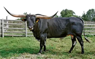 فيديو| بقرة تقتحم مباراة كريكيت