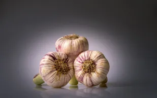 تناولوا الثوم على الريق.. لتحصين أجسامكم من هذه الامراض!