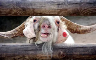 فيديو| هل تمتلك تلك الماعز وجه بشر أم شيطان 