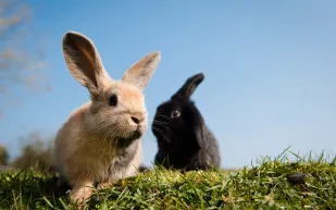 الحياة الفطرية توجّه بالتنسيق مع الجهات المختصة لضبط صائد الأرانب