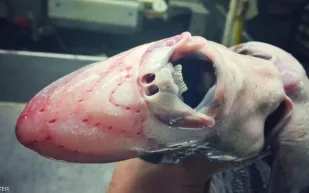 صياد ينشر صورة لكائن عجيب تلقى تفاعلا كبيرا