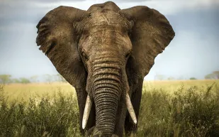 فيديو | تطبيق يساعدك على تحدث لغة الفيله