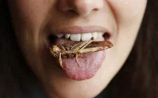 فيديو| لماذا يفضل بعض السعوديون اكل الجراد