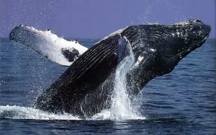 شاهد| عملية إنقاذ حوت أحدب على شواطئ البرازيل