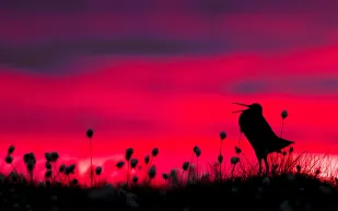 مصور بدرجة فنان ..شاهد أفضل صور طيور لعام 2017 