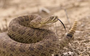 فيديو شاب ينقذ أفعى من موت محقق