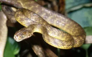 شاهد| شجاعة امرأة تمسك ثعبانًا طوله 9 أقدام بيديها