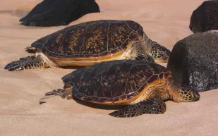 شاهد| نفوق 400 سلحفاة بحرية في السلفادور