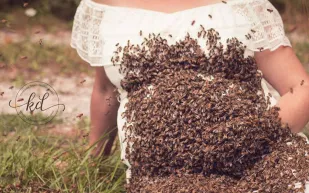 ولدت جنين ميتاً .. بعد تصويرها و النحل يغزو بطنها