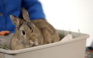 شاهد| رجل يجازف بحياته لإنقاذ أرنب من حريق ضخم