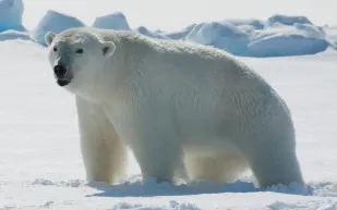 مشاهد مُبكية لدب قطبي على حافة الموت جوعاً