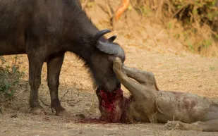 شاهد| جاموس يهجم على لبؤة نائمة 