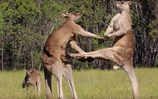 شاهد| كيف أنهى هذا الرجل عراكا عنيفاً بين كنغرين ؟ !