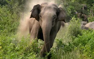 شاهد| كيف واجه هذا الرجل فيل غاضب كاد أن يقتله ؟!