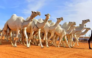 إدارة الاستخبارات العامة تكشف غش في مهرجان الملك عبدالعزيز لمزايين