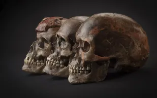 جمجمة عمرها 11500 تفسر وصول البشر إلى الأمريكتين