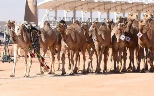كل ما تريد معرفته عن الدور التاريخي لـ«الإبل» في توحيد المملكة !
