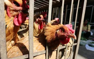 بريطانيا ترصد إصابات بإنفلونزا الطيور لديها !