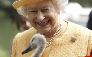ملكة بريطانيا حزينة.. والسبب طيور البجع !