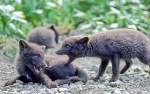 فيديو| حيوان غريب يظهر في تبوك