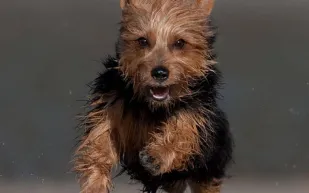 شاهد| انقاذ كلب وسط الثلوج في روسيا