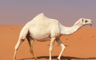 شاهد| صاعقة رعدية تقتل 11 رأساً من الإبل