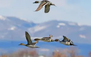 شاهد| طريقة جديدة ومختلفة لصيد الطيور