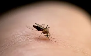 احذر من خدش موضع لدغة البعوض.. الأمر أخطر مما تتخيل 