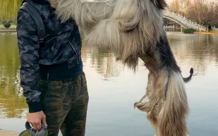 28 ألف جنيه استرليني تكلفة الاهتمام بمظهر الكلب الأكثر أناقة حول العالم 