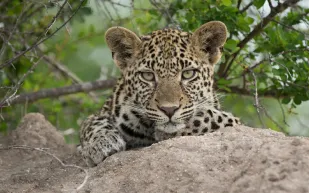 نمر بري يهاجم قدم سائح ورده فعل غريبة من الأخير (فيديو)