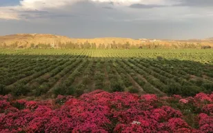 أين تقع أكبر مزرعة ورد على مستوى المملكة؟