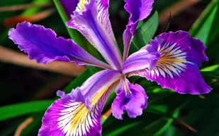 جذور السوسن.. من باطن الأرض إلى قلب قارورتك الفاخرة