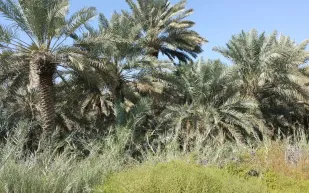 تعرف المدينة السعودية الأعلى درجة حرارة عالميا