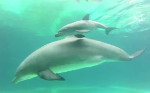 لقطات نادرة لولادة دولفين (فيديو)