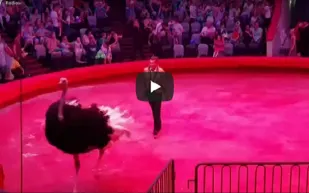 نعامة تستشيط غضباً في سيرك روسي وتدب الرعب في المتفرجين (فيديو)
