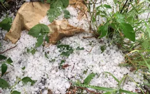 شاهد| حبات الثلج تطفأ لهيب الحراراة في عسير السعودية