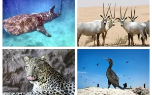 حيوانات مهددة بالانقراض في الإمارات (صور)