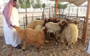 دليلك لأماكن وأسواق بيع أضحية العيد في الرياض