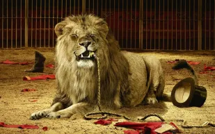 شاهد| أسد يهاجم مدربه بسيرك روسي