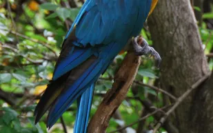 تحليل يكشف أسباب انقراض الببغاء  Spix الذي ظهر في فيلم  Rio للرسوم المتحركة